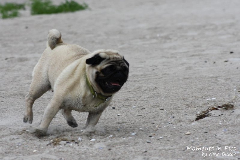 2010-06-26 Arc-en-ciel Arlequin (34).jpg